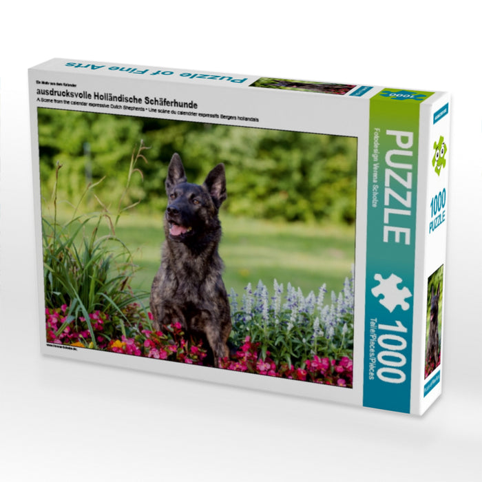 Ein Motiv aus dem Kalender ausdrucksvolle Holländische Schäferhunde 1000 Teile Puzzle quer - CALVENDO Foto-Puzzle'