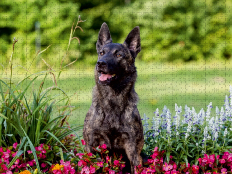 Ein Motiv aus dem Kalender ausdrucksvolle Holländische Schäferhunde 1000 Teile Puzzle quer - CALVENDO Foto-Puzzle'