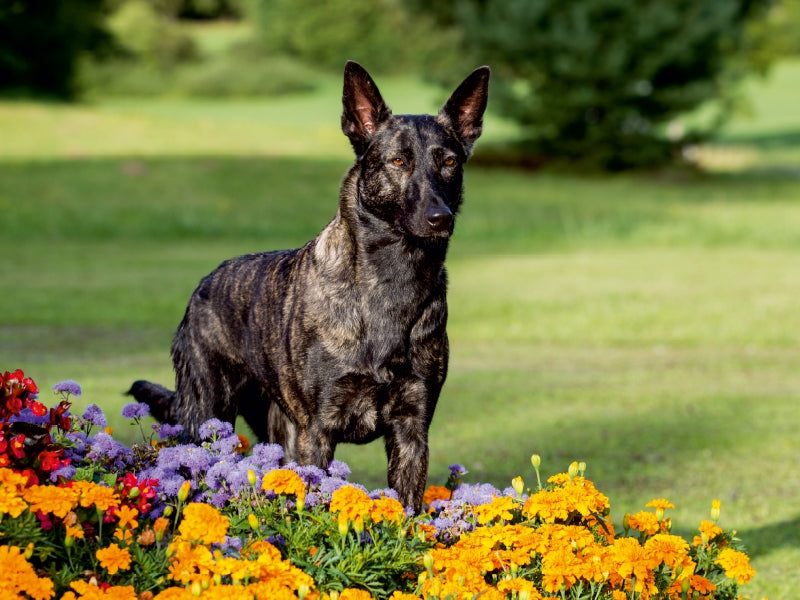 Ein Motiv aus dem Kalender ausdrucksvolle Holländische Schäferhunde 1000 Teile Puzzle quer - CALVENDO Foto-Puzzle'