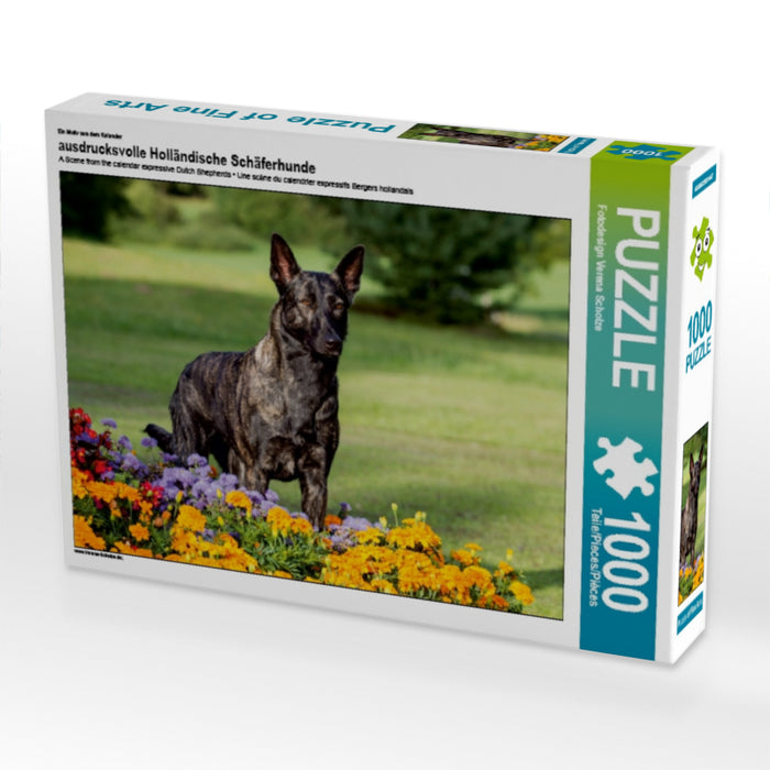 Ein Motiv aus dem Kalender ausdrucksvolle Holländische Schäferhunde 1000 Teile Puzzle quer - CALVENDO Foto-Puzzle'