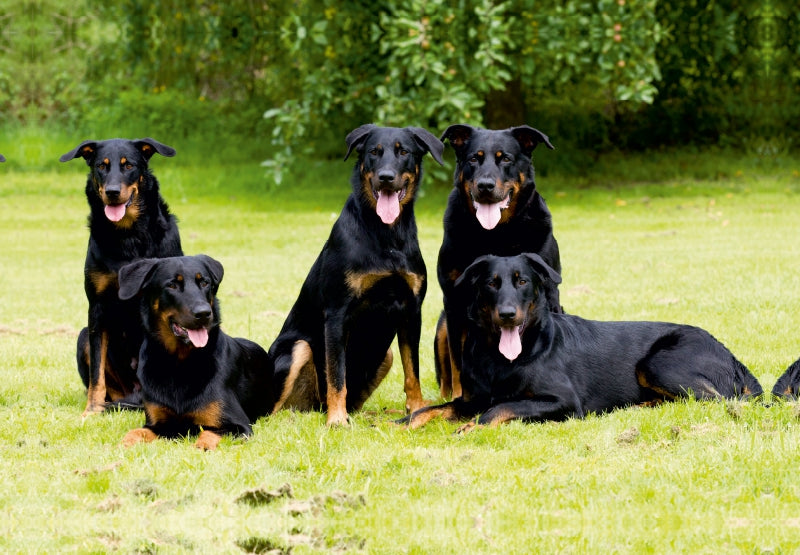 Premium Textil-Leinwand Beauceron