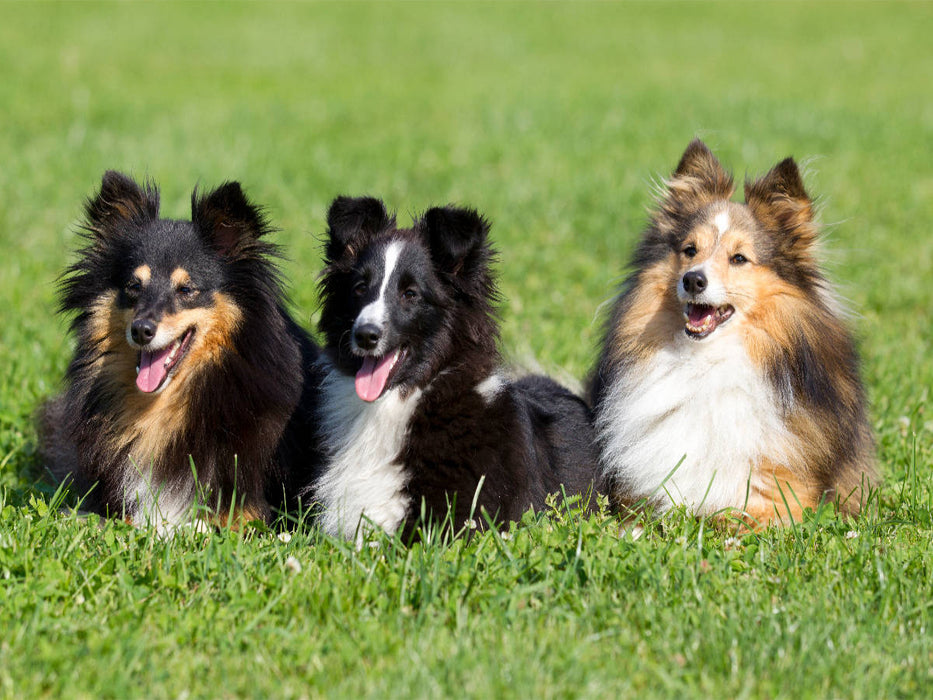 Sheltie - CALVENDO Foto-Puzzle'