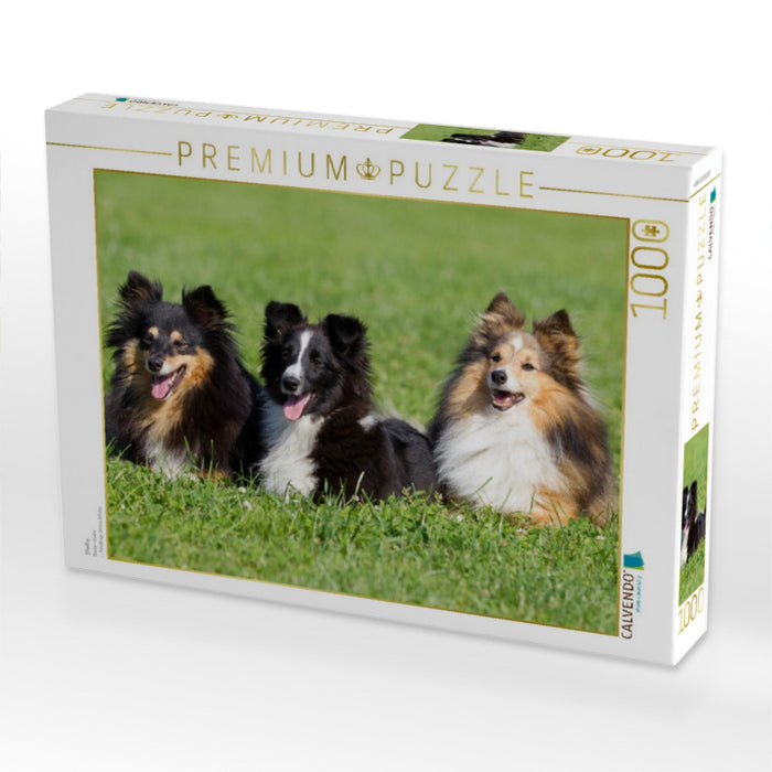 Sheltie - CALVENDO Foto-Puzzle'
