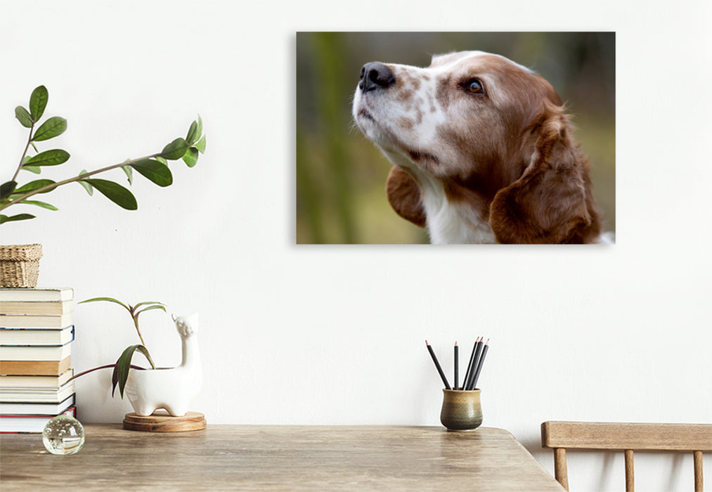 Premium Textil-Leinwand Premium Textil-Leinwand 120 cm x 80 cm quer Welsh Springer Spaniel