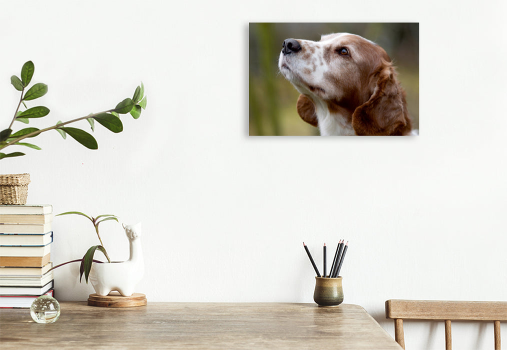 Premium Textil-Leinwand Premium Textil-Leinwand 120 cm x 80 cm quer Welsh Springer Spaniel