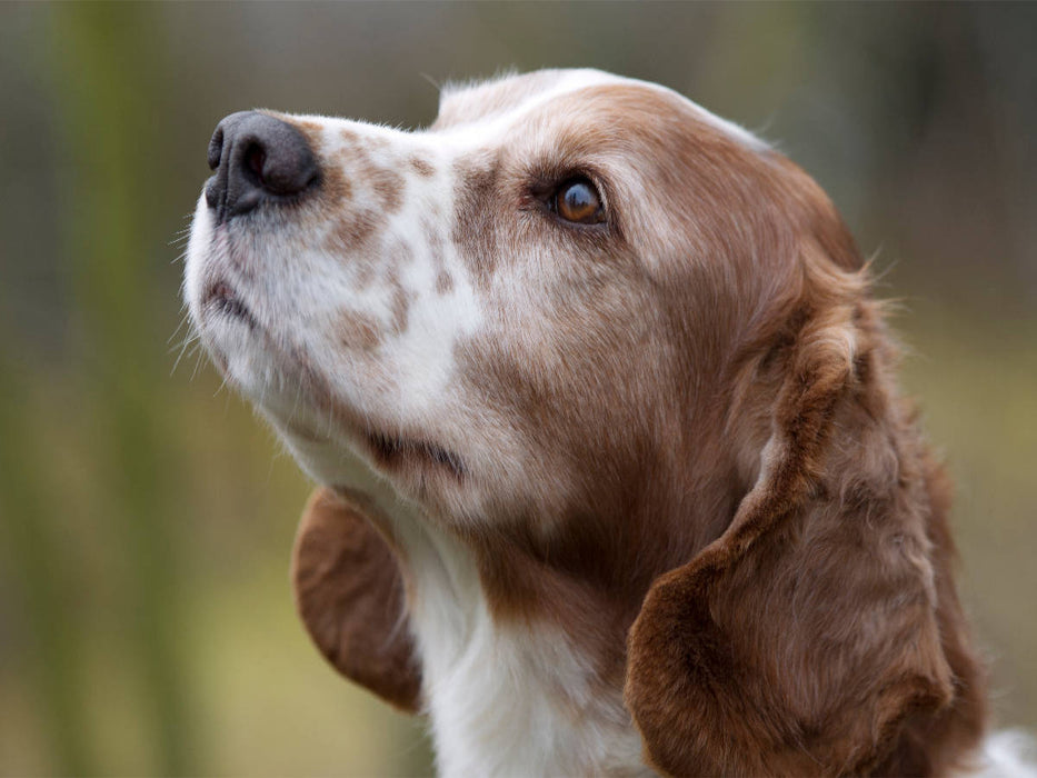 Welsh Springer Spaniel - CALVENDO Foto-Puzzle'
