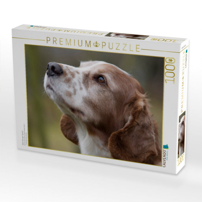 Welsh Springer Spaniel - CALVENDO Foto-Puzzle'