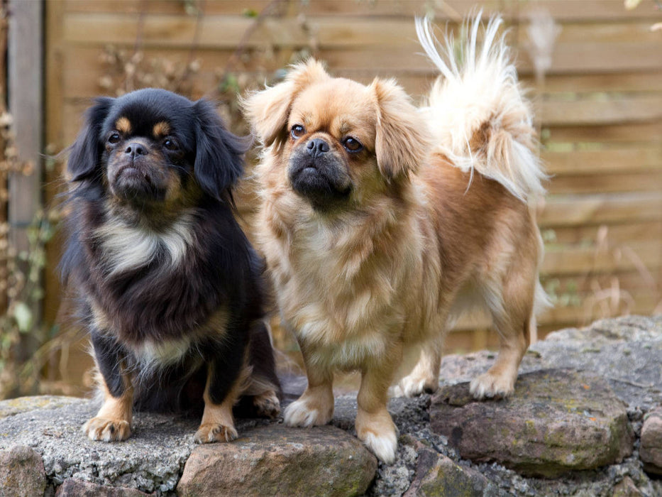 Tibet Spaniel - CALVENDO Foto-Puzzle'