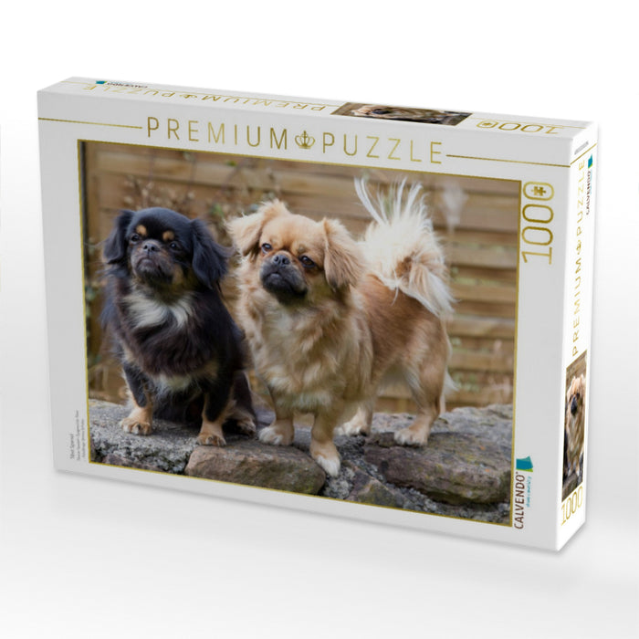 Tibet Spaniel - CALVENDO Foto-Puzzle'