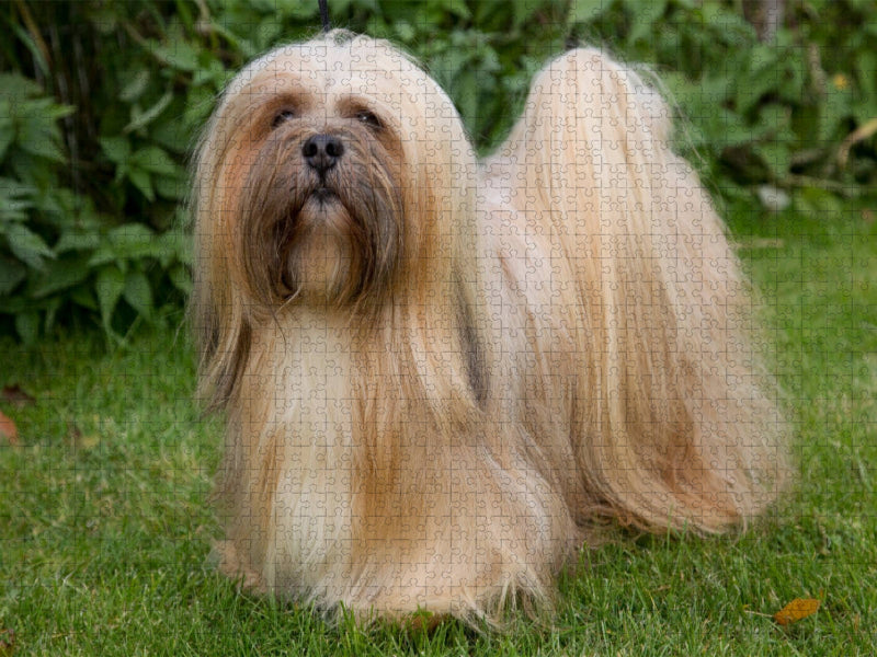 Lhasa Apsu - CALVENDO Foto-Puzzle'