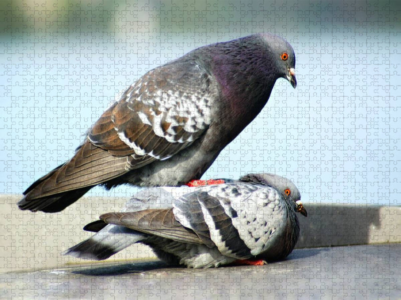 Tauben - CALVENDO Foto-Puzzle'