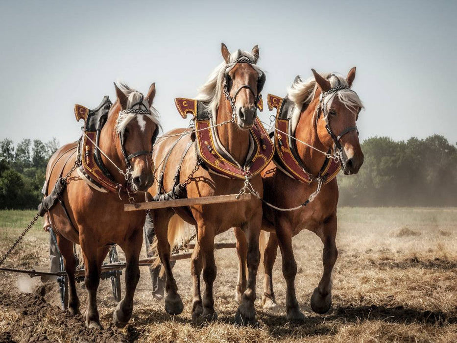 Ein Motiv aus dem Kalender Landwirtschaft - Bilder von einst - CALVENDO Foto-Puzzle'