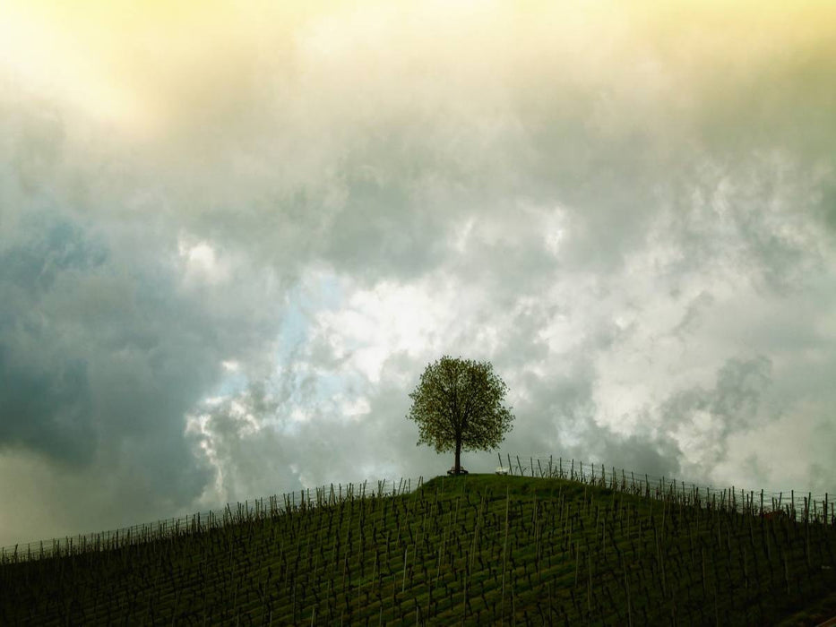 Weinberg in Klettgau, Schweiz - CALVENDO Foto-Puzzle'