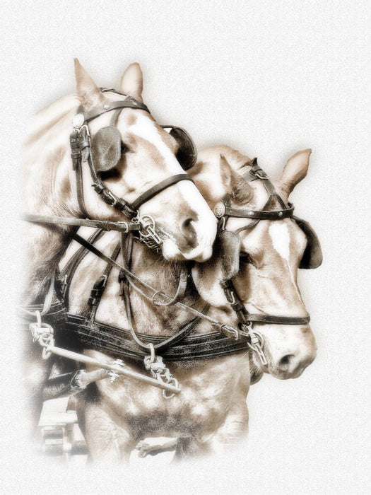 Equestrian Kunst - CALVENDO Foto-Puzzle'