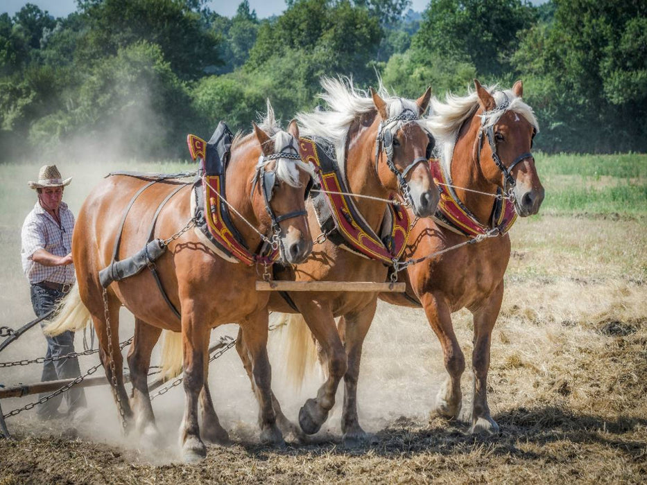 Feldarbeit zu Pferde - CALVENDO Foto-Puzzle'