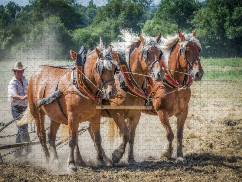Feldarbeit zu Pferde - CALVENDO Foto-Puzzle'