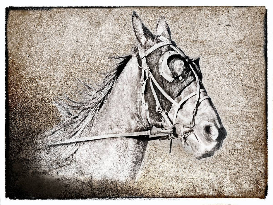 Der Traber - CALVENDO Foto-Puzzle'