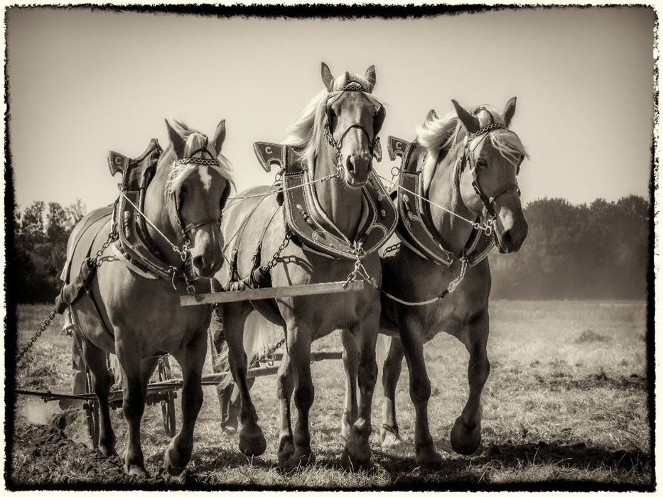 Pflügen mit drei Pferden - CALVENDO Foto-Puzzle'
