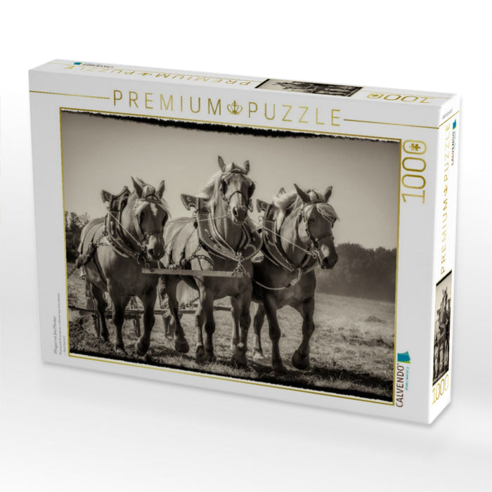 Pflügen mit drei Pferden - CALVENDO Foto-Puzzle'