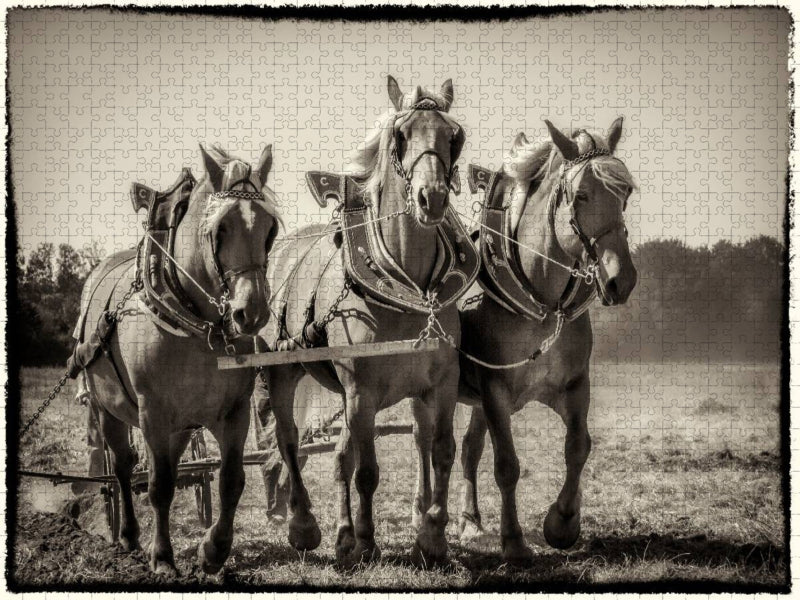 Pflügen mit drei Pferden - CALVENDO Foto-Puzzle'