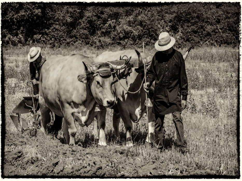 Harvest, Bilder aus vergangenen Zeiten - CALVENDO Foto-Puzzle'