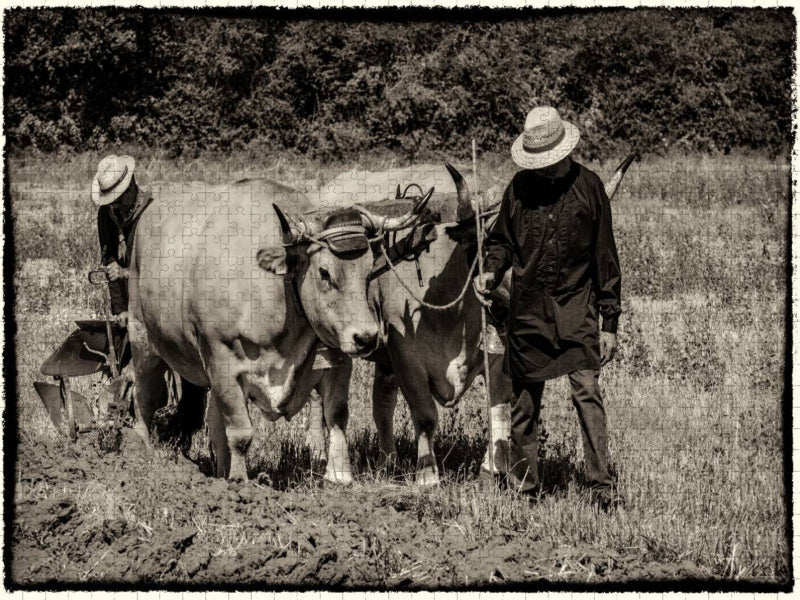 Harvest, Bilder aus vergangenen Zeiten - CALVENDO Foto-Puzzle'