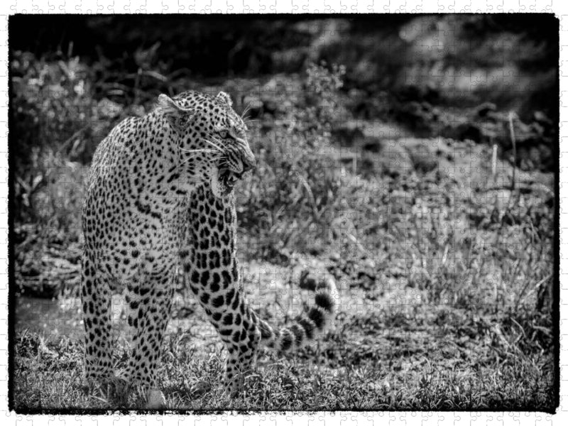 Leopard - CALVENDO Foto-Puzzle'