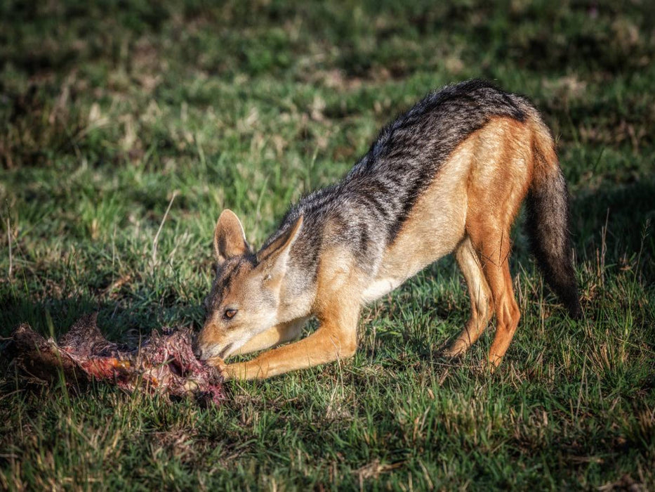 Mittagessen Schakal - CALVENDO Foto-Puzzle'