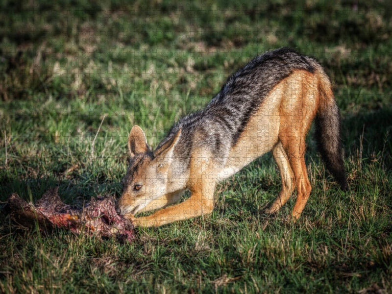 Mittagessen Schakal - CALVENDO Foto-Puzzle'