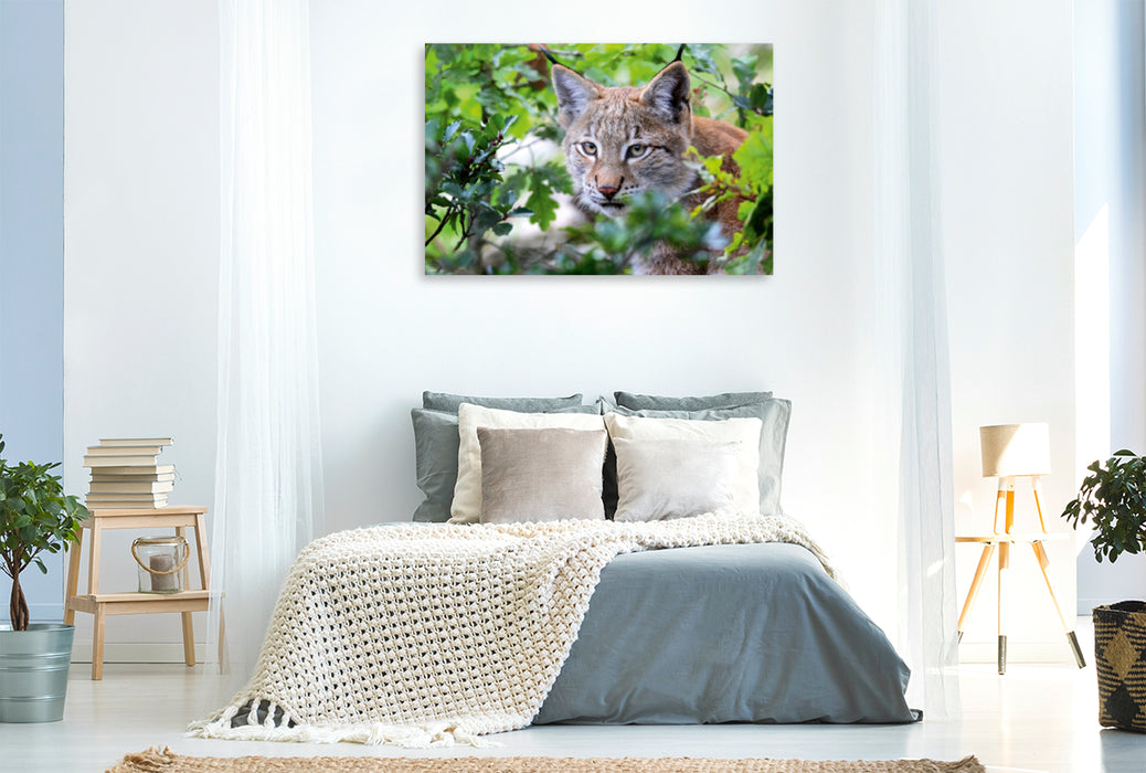 Premium Textil-Leinwand Premium Textil-Leinwand 120 cm x 80 cm quer Ein Motiv aus dem Kalender Der Luchs - Der Jäger auf leisen Pfoten