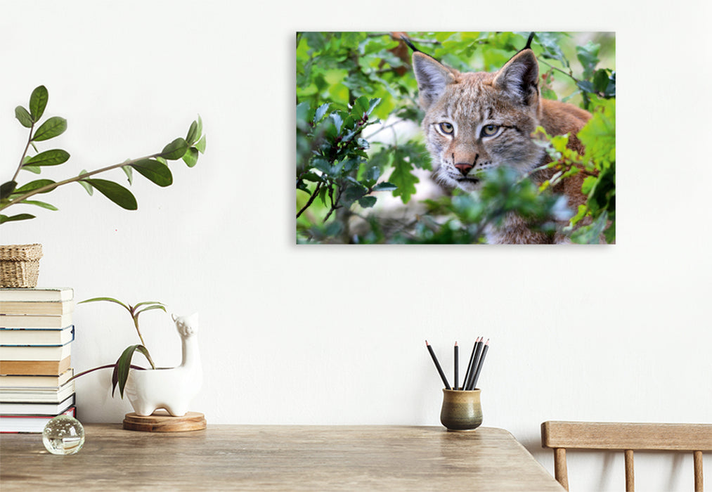 Premium Textil-Leinwand Premium Textil-Leinwand 120 cm x 80 cm quer Ein Motiv aus dem Kalender Der Luchs - Der Jäger auf leisen Pfoten