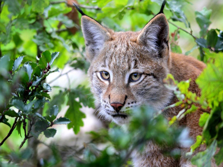 Ein Motiv aus dem Kalender Der Luchs - Der Jäger auf leisen Pfoten - CALVENDO Foto-Puzzle'