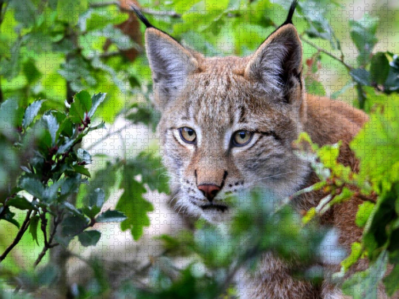 Ein Motiv aus dem Kalender Der Luchs - Der Jäger auf leisen Pfoten - CALVENDO Foto-Puzzle'