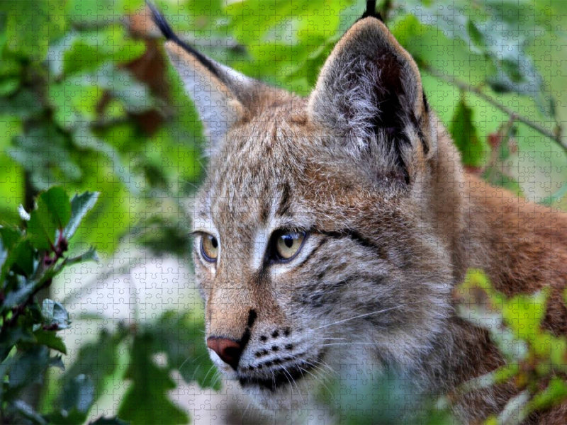 Der Luchs - CALVENDO Foto-Puzzle'