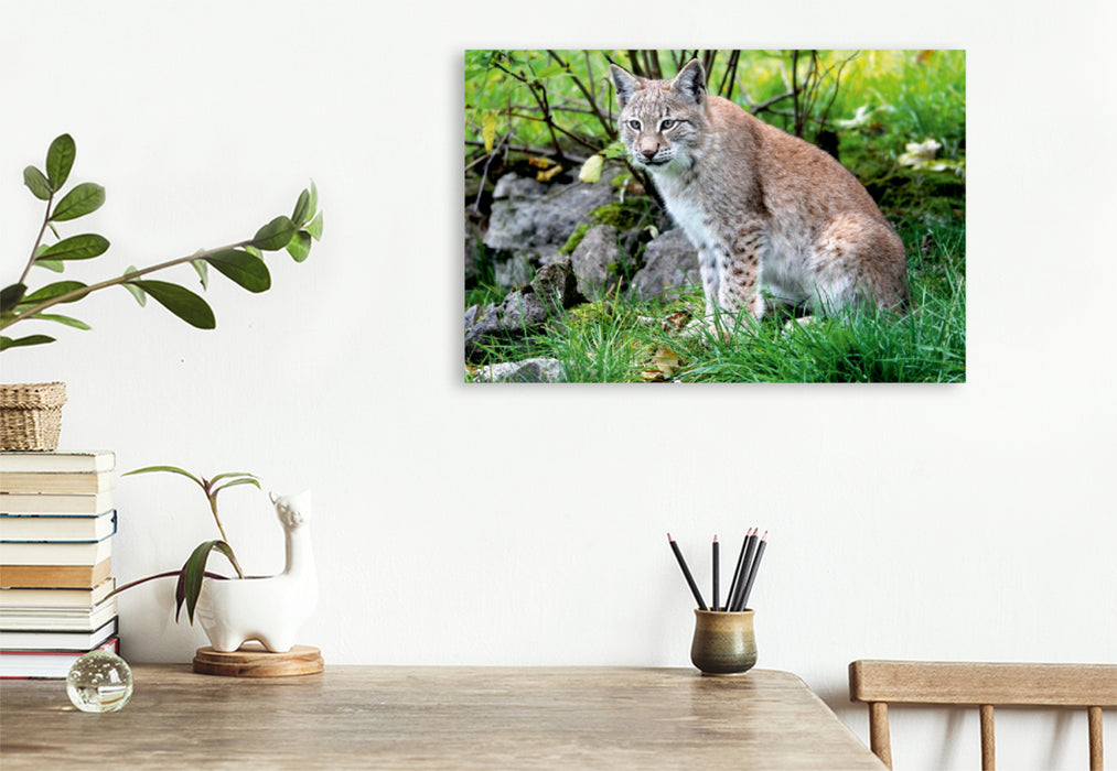 Premium Textil-Leinwand Premium Textil-Leinwand 120 cm x 80 cm quer Ein Motiv aus dem Kalender Der Luchs - Der Jäger auf leisen Pfoten