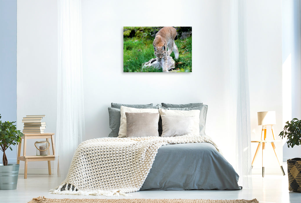 Premium Textil-Leinwand Premium Textil-Leinwand 120 cm x 80 cm quer Ein Motiv aus dem Kalender Der Luchs - Der Jäger auf leisen Pfoten