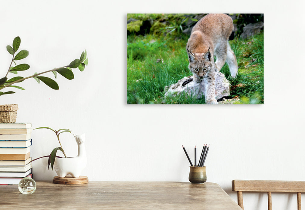 Premium Textil-Leinwand Premium Textil-Leinwand 120 cm x 80 cm quer Ein Motiv aus dem Kalender Der Luchs - Der Jäger auf leisen Pfoten