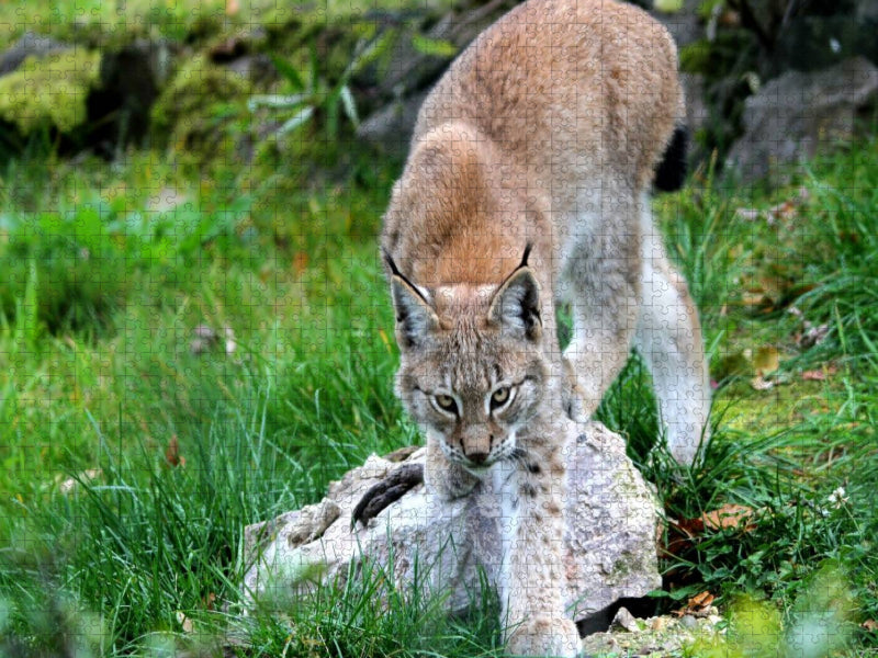 Ein Motiv aus dem Kalender Der Luchs - Der Jäger auf leisen Pfoten - CALVENDO Foto-Puzzle'