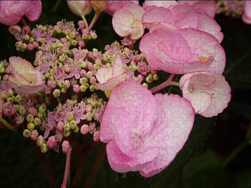 Tellerhortensie - CALVENDO Foto-Puzzle'