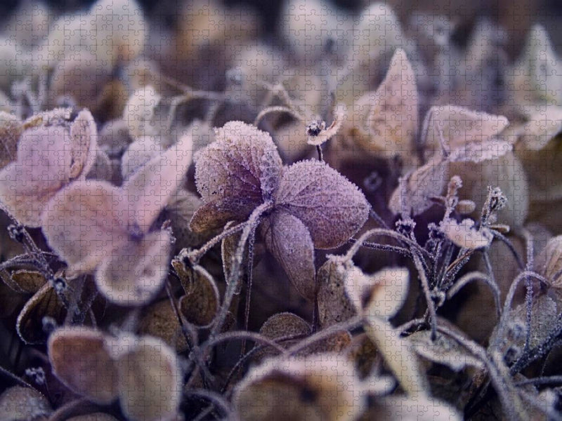 Frost auf getrockneten Blüten - CALVENDO Foto-Puzzle'