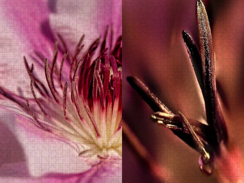 Clematis Nelly Moser - CALVENDO Foto-Puzzle'