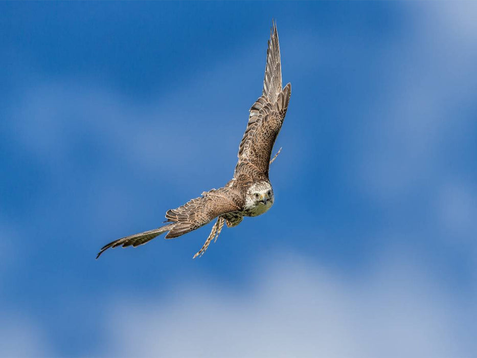 Sakerfalke - CALVENDO Foto-Puzzle'