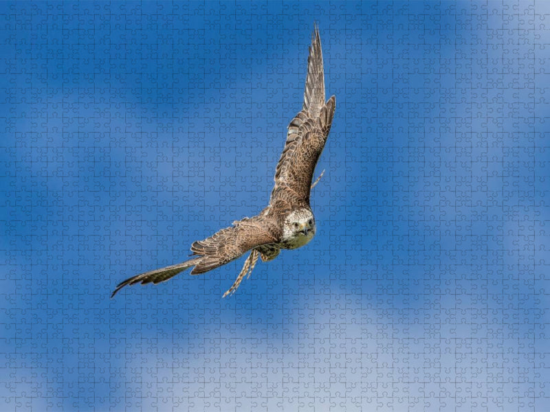Sakerfalke - CALVENDO Foto-Puzzle'