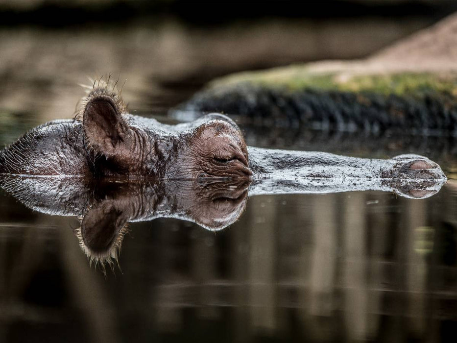 Ein Flußpferd - CALVENDO Foto-Puzzle'