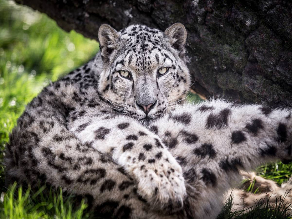 Ein Schneeleopard - CALVENDO Foto-Puzzle'