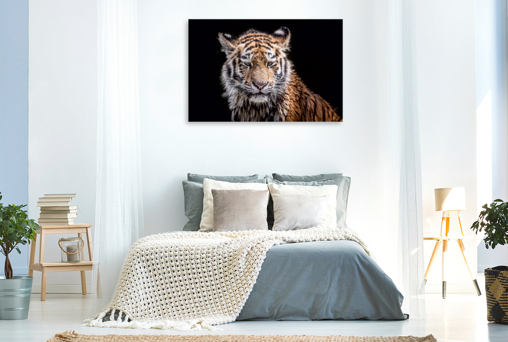 Premium Textil-Leinwand Premium Textil-Leinwand 120 cm x 80 cm quer Ein junger Tiger nach dem Wasserbad