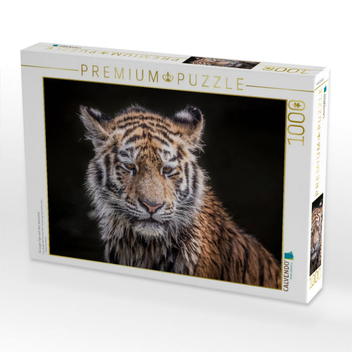 Ein junger Tiger nach dem Wasserbad - CALVENDO Foto-Puzzle'