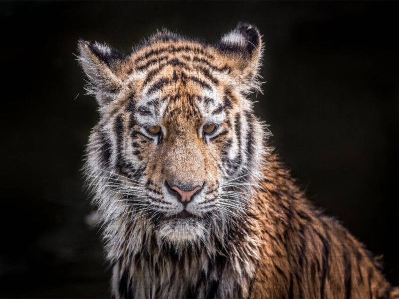 Ein junger Tiger nach dem Wasserbad - CALVENDO Foto-Puzzle'