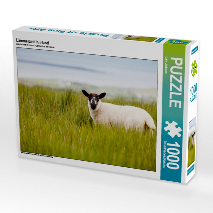 Lämmerzeit in Irland 1000 Teile Puzzle quer - CALVENDO Foto-Puzzle'
