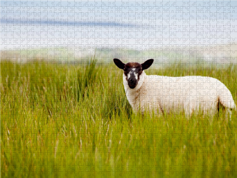 Lämmerzeit in Irland 1000 Teile Puzzle quer - CALVENDO Foto-Puzzle'